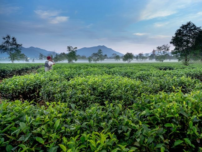 Pembudidayaan Green Tea (sumber: Pexels)